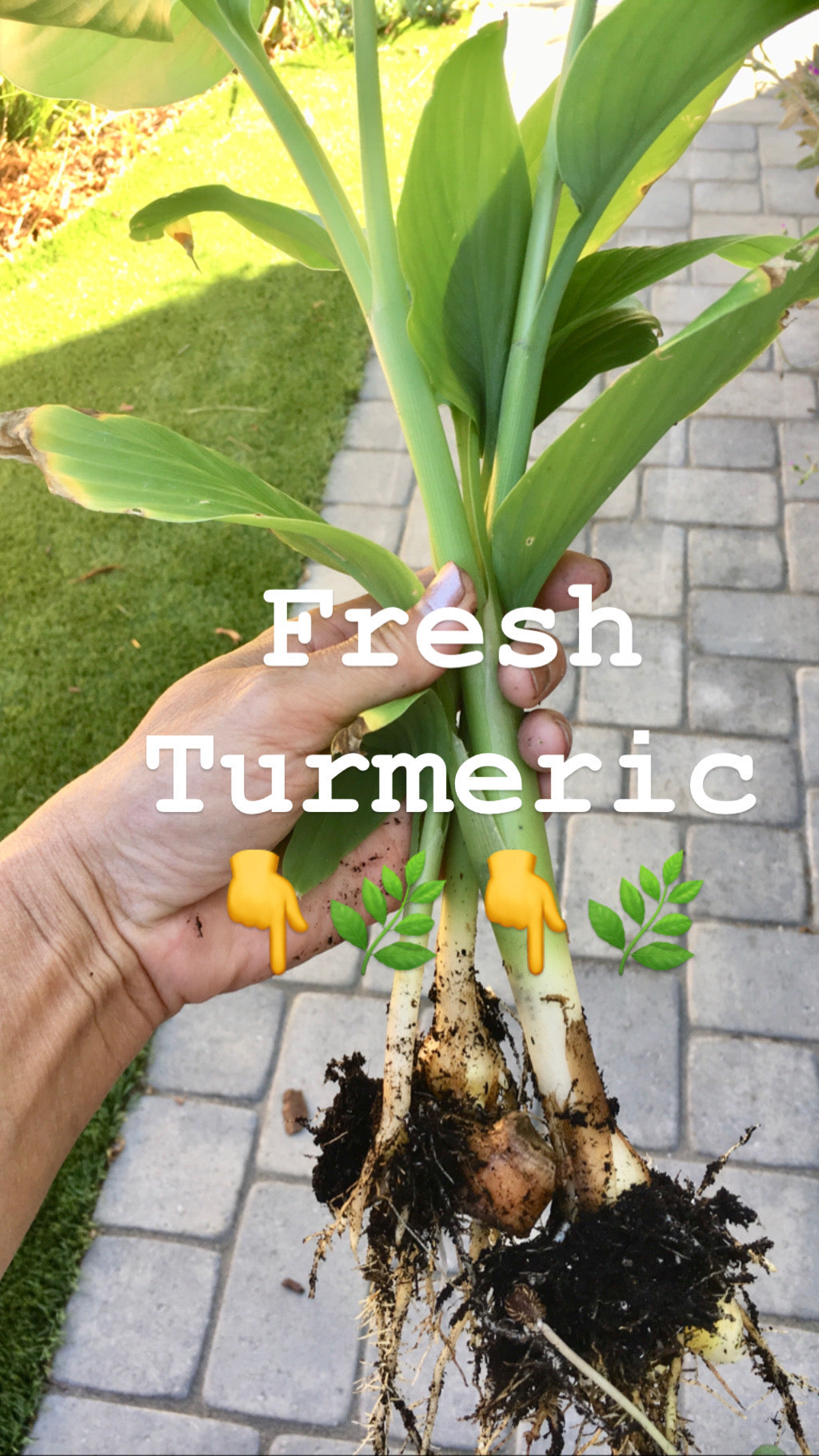 Organic turmeric herbal facial spray