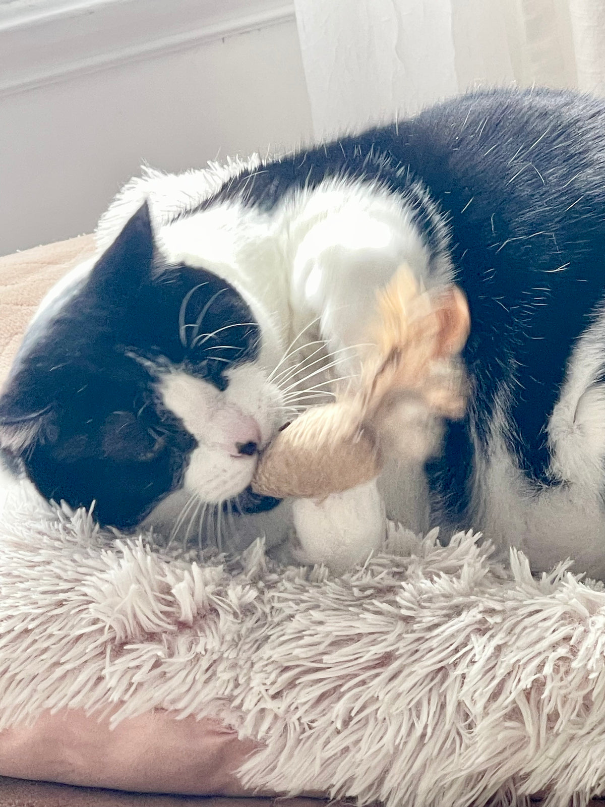 Gentle organic catnip hydrosol for cats + free jute cat toy