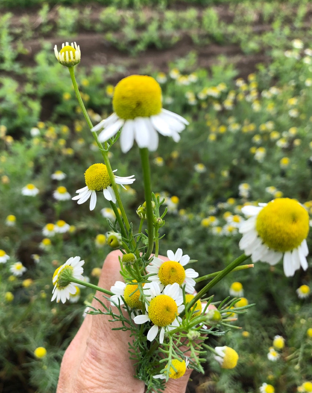 Organic German Chamomile Floral Toner - Hello Cider